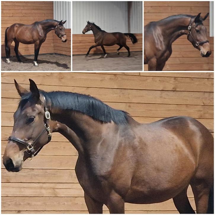 Gave 3 jarige merrie v. Las Vegas, Dieren en Toebehoren, Paarden, Merrie, Onbeleerd, 165 tot 170 cm, 3 tot 6 jaar, Dressuurpaard