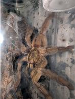 Psalmopoeus cambridgei mannen, Dieren en Toebehoren, Wandelende tak
