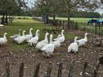 Krulveer ganzen / sebastepol ganzen te koop, Dieren en Toebehoren, Pluimvee, Meerdere dieren, Gans of Zwaan
