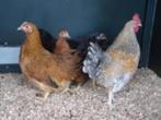 Krielkippen: Sussex krielkippen., Dieren en Toebehoren, Pluimvee, Vrouwelijk, Kip