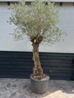 Olea europaea olijfboom stamomtrek 60/80 cm, 100 tot 250 cm, Olijfboom, Zomer, Ophalen
