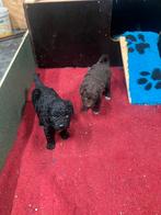 Mooie Wetterhoun pups, Overige rassen, 8 tot 15 weken, Meerdere dieren, Eén hond