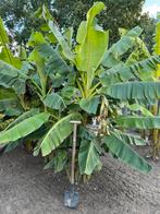 Musa sikkimensis bosje, Ophalen, Voorjaar, Volle zon, Knol