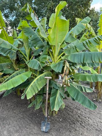 Musa sikkimensis bosje beschikbaar voor biedingen