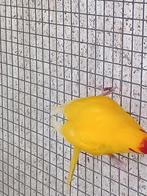 Kakariki, Meerdere dieren, Parkiet