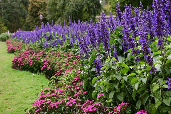 Bodembedekkers tuinplanten en heesters, Tuin en Terras, Planten | Tuinplanten, Vaste plant, Overige soorten, Halfschaduw, Zomer