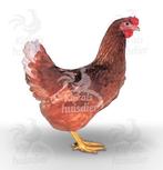 Bruine en witre leghennen, leg kippen, Dieren en Toebehoren, Vrouwelijk, Kip
