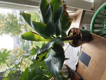 Bananen plant beschikbaar voor biedingen