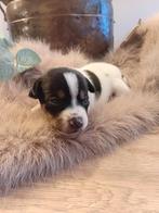 Boerenfox pups, Overige rassen, 8 tot 15 weken, Meerdere, Meerdere dieren