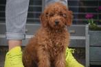 Poedel pups prachtige keuze, Dieren en Toebehoren, Poedel, België, Rabiës (hondsdolheid), 8 tot 15 weken