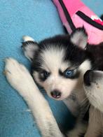 Pomsky pups F3 mini husky, Dieren en Toebehoren, Honden | Poolhonden, Keeshonden en Oertypen, Rabiës (hondsdolheid), 8 tot 15 weken