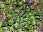 Maarts viooltje, Tuin en Terras, Planten | Tuinplanten, Zomer, Ophalen of Verzenden, Overige soorten, Volle zon