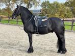 13 jarige SPORT friese ruin, Dieren en Toebehoren, Paarden, Z, Gechipt, Ruin, Dressuurpaard