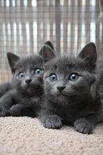 Nog 3 lieve kittens te koop!, Meerdere dieren, Ontwormd, 0 tot 2 jaar