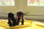 Unieke friese stabij x nova scotia pups, Parvo, Overige rassen, 8 tot 15 weken, Meerdere