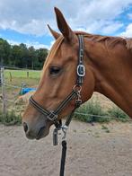 Vijfsterrenhuisje 4 jarige Las Vegas merrie gezocht, Dieren en Toebehoren, Paarden, Merrie, Met stamboom, Dressuurpaard, Onbeleerd