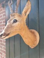 Herte kop natuurgetrouw opgezet., Verzamelen, Dierenverzamelingen, Ophalen of Verzenden, Gebruikt, Hert, Opgezet dier