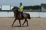 Bloedmooie, veelzijdige allround Welsh D pony ruin., Dieren en Toebehoren, Pony's, Ruin, 3 tot 6 jaar
