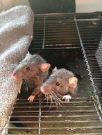 Jonge mannen ratjes (Dumbo/rex), Rat, Mannelijk, Tam, Oktober