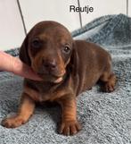 Prachtig nestje teckel Pups, België, Standaard, Particulier, Rabiës (hondsdolheid)