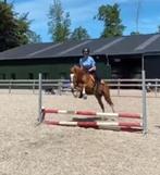Super leuke allrounder, Gechipt, Ruin, Dressuurpony, 11 jaar of ouder