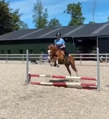 Super leuke allrounder  beschikbaar voor biedingen