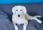 Mooie lieve Maya zoekt een baas, Dieren en Toebehoren, Honden | Niet-rashonden, Particulier, Rabiës (hondsdolheid), 15 weken tot 1 jaar