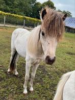 Joas en Mido een super lief NMPRS duo, Dieren en Toebehoren, Meerdere dieren