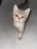 Britse korthaar, Dieren en Toebehoren, Katten en Kittens | Raskatten | Korthaar, Poes, Ontwormd, 0 tot 2 jaar
