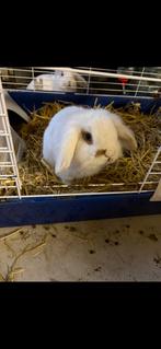 2 lieve konijnen, Dieren en Toebehoren, Meerdere dieren, Middelgroot, 0 tot 2 jaar