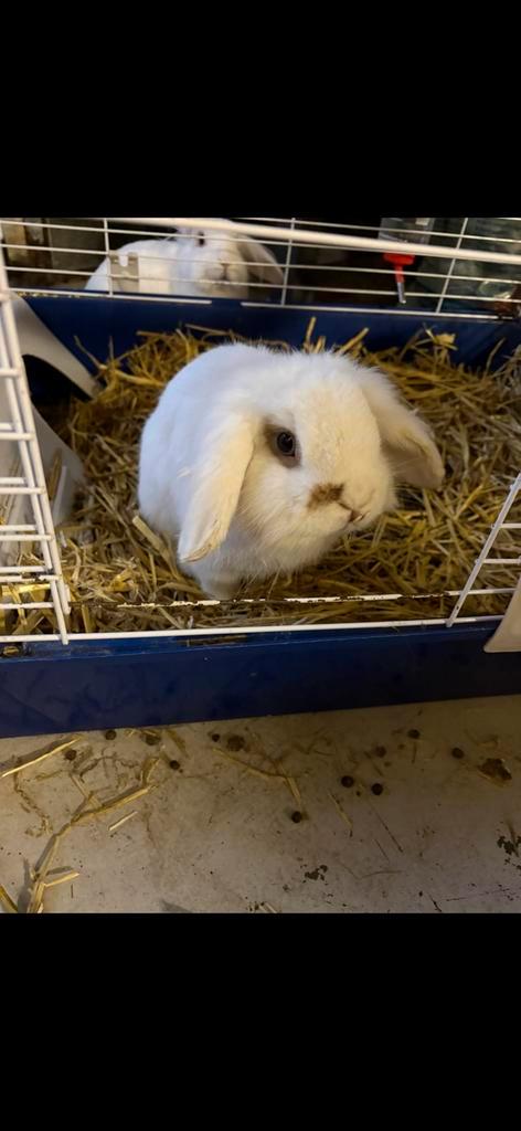 2 lieve konijnen, Dieren en Toebehoren, Konijnen, Middelgroot, Meerdere dieren, 0 tot 2 jaar