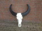 Buffelschedel gebleekt met complete schedel, top kwaliteit!!, Ophalen of Verzenden