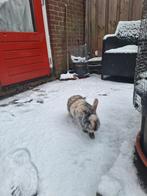 Te koop konijnen, Mannelijk, Klein, 0 tot 2 jaar