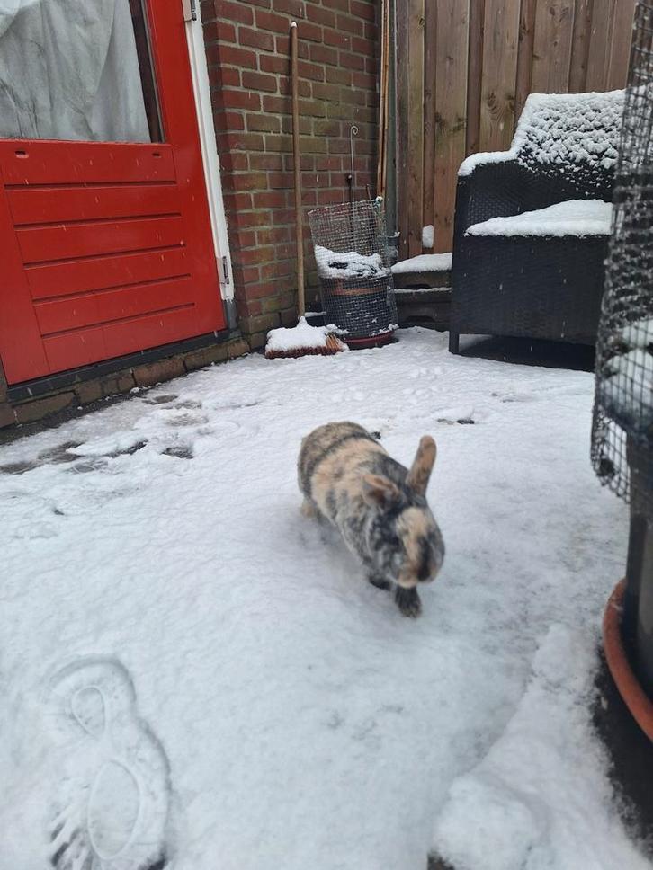 Te koop konijnen, Dieren en Toebehoren, Konijnen, Klein, Mannelijk, 0 tot 2 jaar