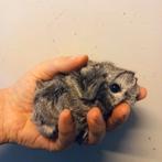 Zilveragouti borstel beer GEZOCHT, Dieren en Toebehoren, Cavia, Mannelijk, Januari, Tam