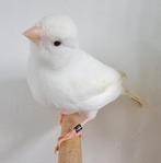 Een koppel witte kanaries, Dieren en Toebehoren, Vogels | Kanaries, Meerdere dieren, Kleurkanarie