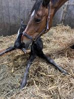 Te koop gezocht Merrie D Pony, Ophalen of Verzenden