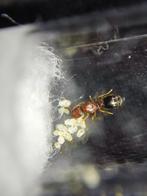 Pheidole sp vietnam, Dieren en Toebehoren, Mieren