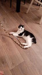 Zwart witte Kat zonder staart vermist, Dieren en Toebehoren, Kat