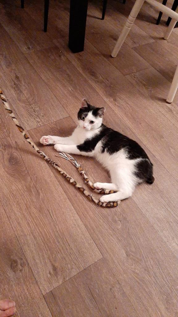 Zwart witte Kat zonder staart vermist, Dieren en Toebehoren, Vermiste en Gevonden Dieren, Kat