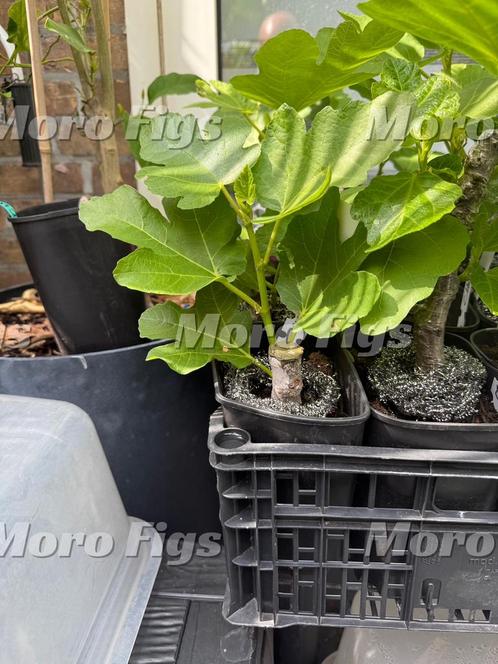 Vijgenboom Ghadanne zwarte vijgenboom uit Marokko, Tuin en Terras, Planten | Fruitbomen, Vijgenboom, Minder dan 100 cm, Volle zon