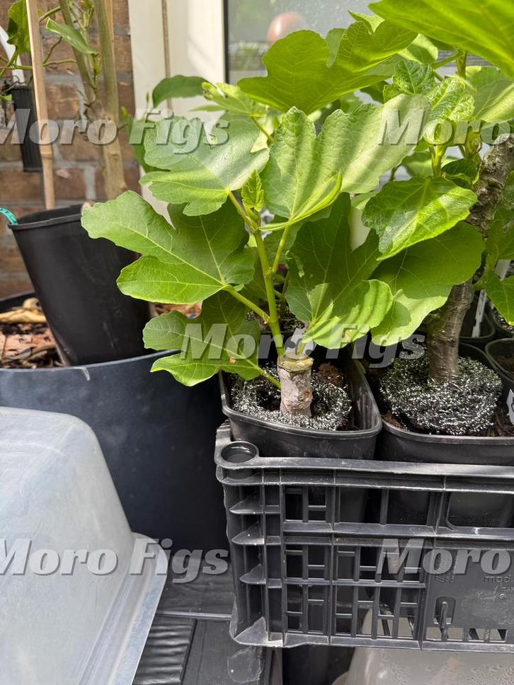 Vijgenboom Ghadanne zwarte vijgenboom uit Marokko, Tuin en Terras, Planten | Fruitbomen, Vijgenboom, Minder dan 100 cm, Volle zon