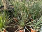 Dasyliron serratifolium - Dessertspoon te koop, Bloeit niet, Minder dan 100 cm, Volle zon, In pot