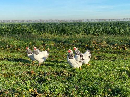 Wyandotte kriel kippen zwart wit Columbia gesekst + ingeënt, Dieren en Toebehoren, Pluimvee, Kip, Vrouwelijk
