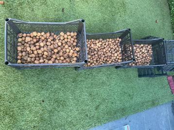 Heerlijke verse walnoten. 4€ Per kilo beschikbaar voor biedingen