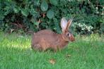Jonge Belgische hazen : kleur rood, Dieren en Toebehoren, Konijnen, Meerdere dieren