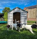 Engelse Springer Spaniel, jachtlijn, werkhond, gezinshond, Dieren en Toebehoren, Honden | Retrievers, Spaniëls en Waterhonden
