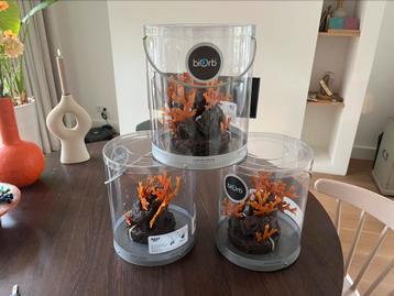 Koraal 3 x biorb oase aquarium koraal nieuw beschikbaar voor biedingen