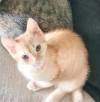 Oranje kitten, Kater, Ontwormd, 0 tot 2 jaar