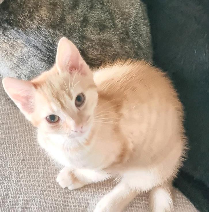 Oranje kitten, Dieren en Toebehoren, Katten en Kittens | Raskatten | Korthaar, Kater, 0 tot 2 jaar, Ontwormd